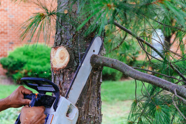 How Our Tree Care Process Works  in  Council Grove, KS